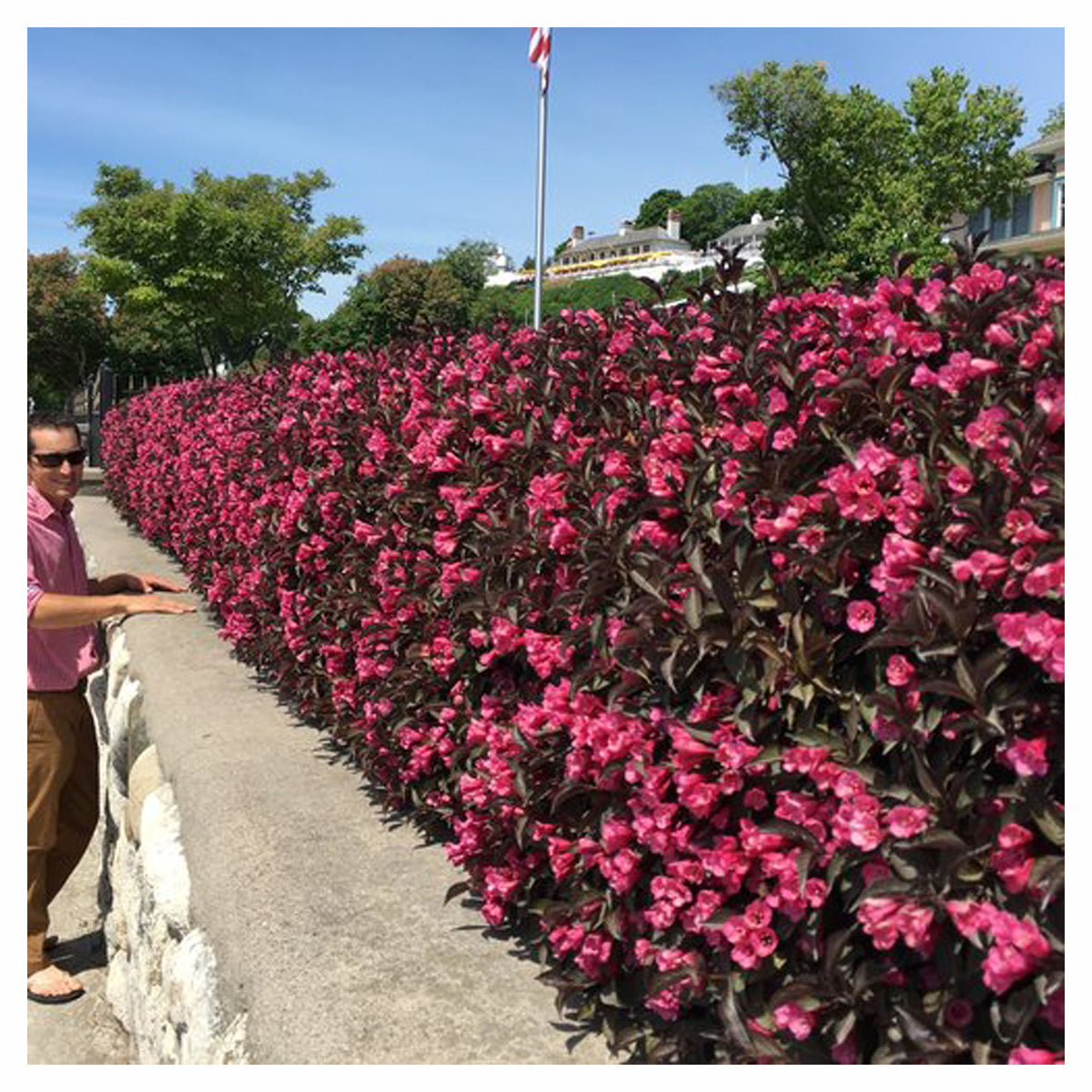 Arbuste de Weigela Florida Wine and Roses P.W.