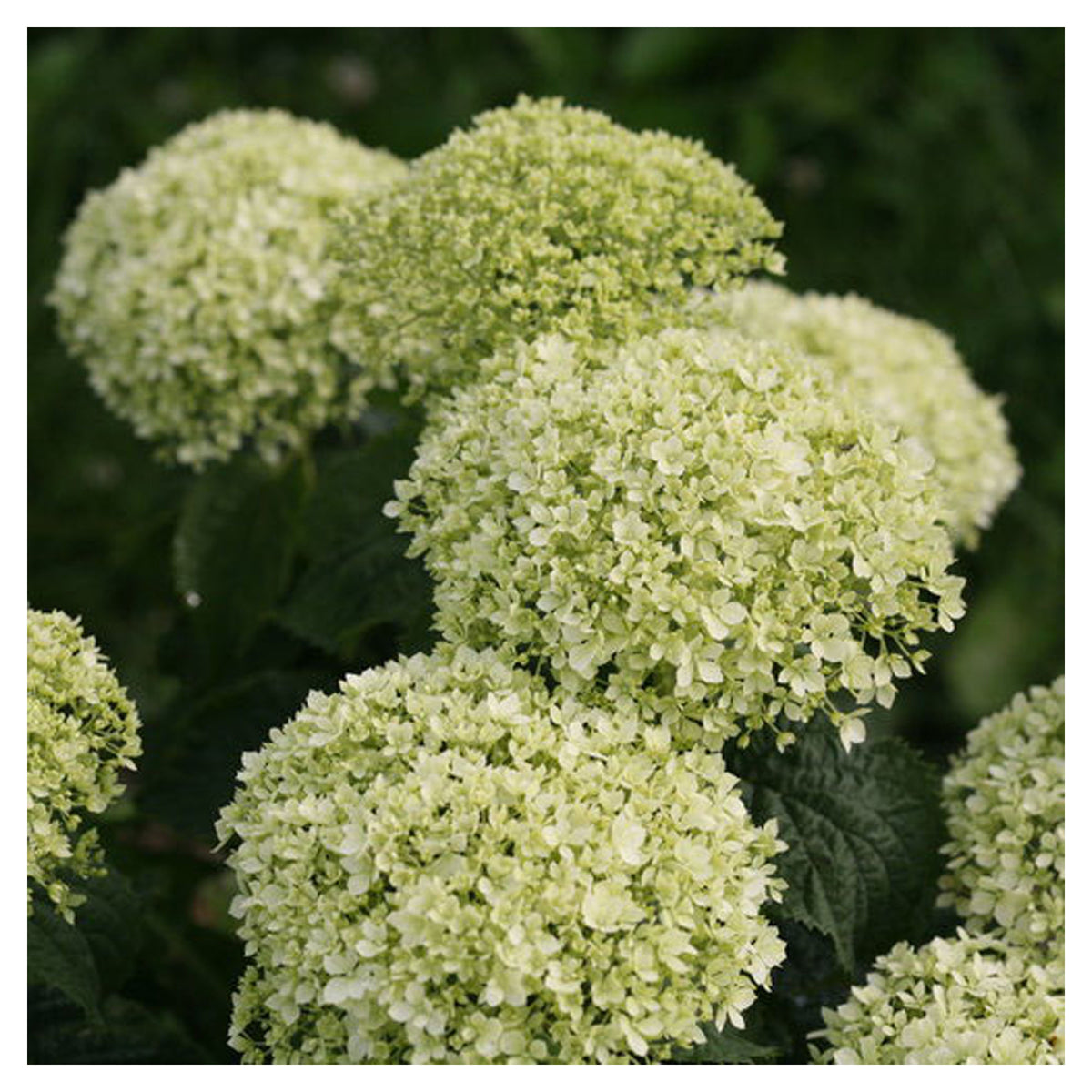 Hydrangea Arborescens 'Invincibelle Limetta' P.W.
