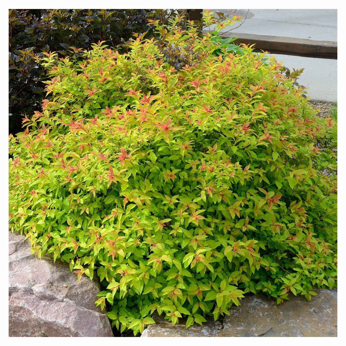 Arbuste de spirée japonaise Magic Carpet