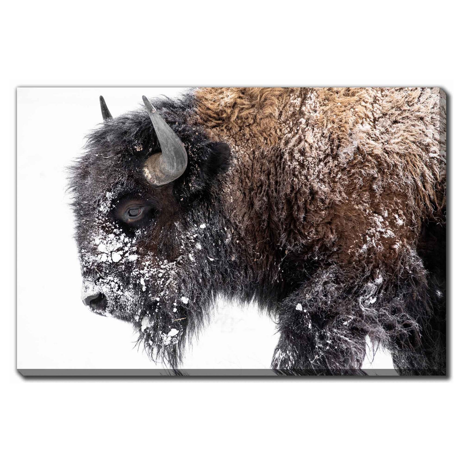 Impression sur toile bison dans la neige, 45'' x 30''
