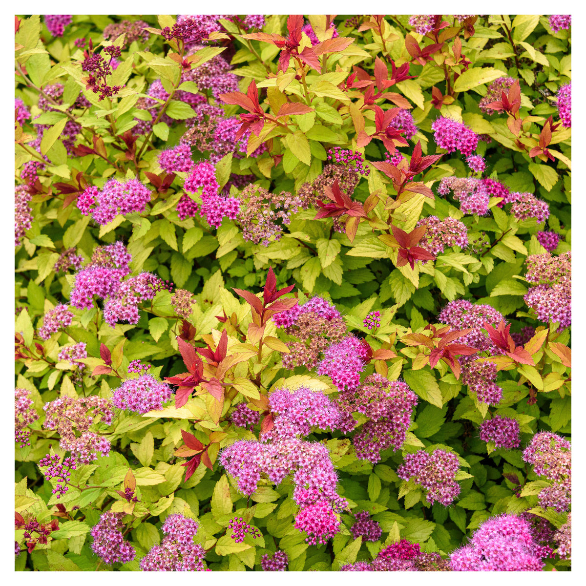 Arbuste Spiraea Japonica 'Flaming Mound', 2 gallons