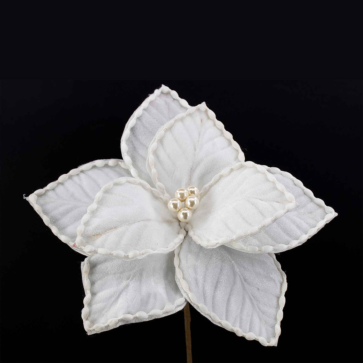 Pic de poinsettia blanc, 10''