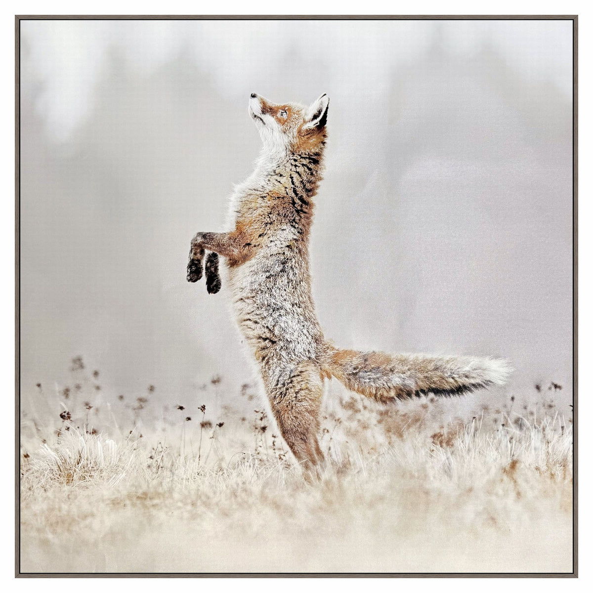 Canevas de renard debout dans un champ, 32" x 32"