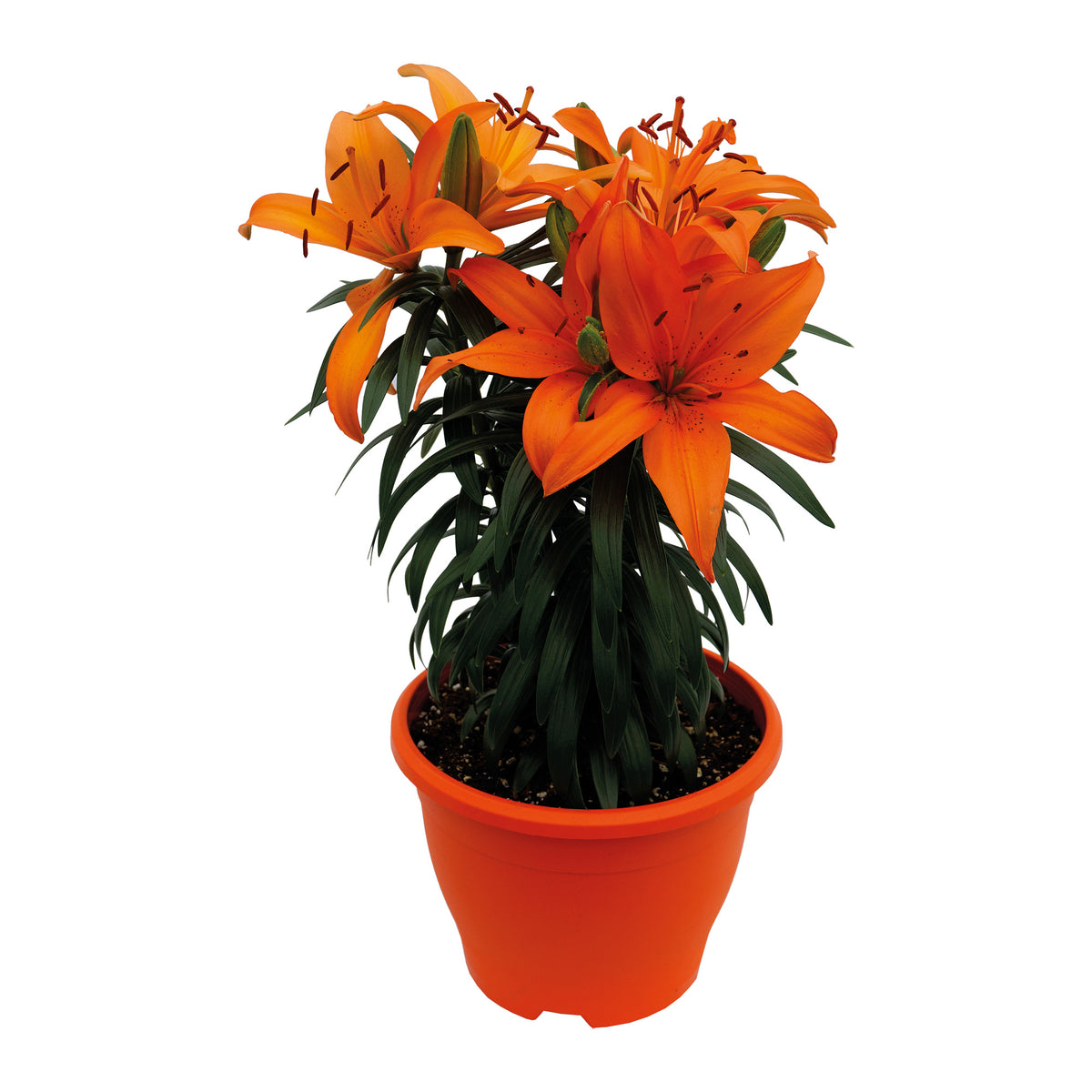 Lys asiatique en pot, 8"