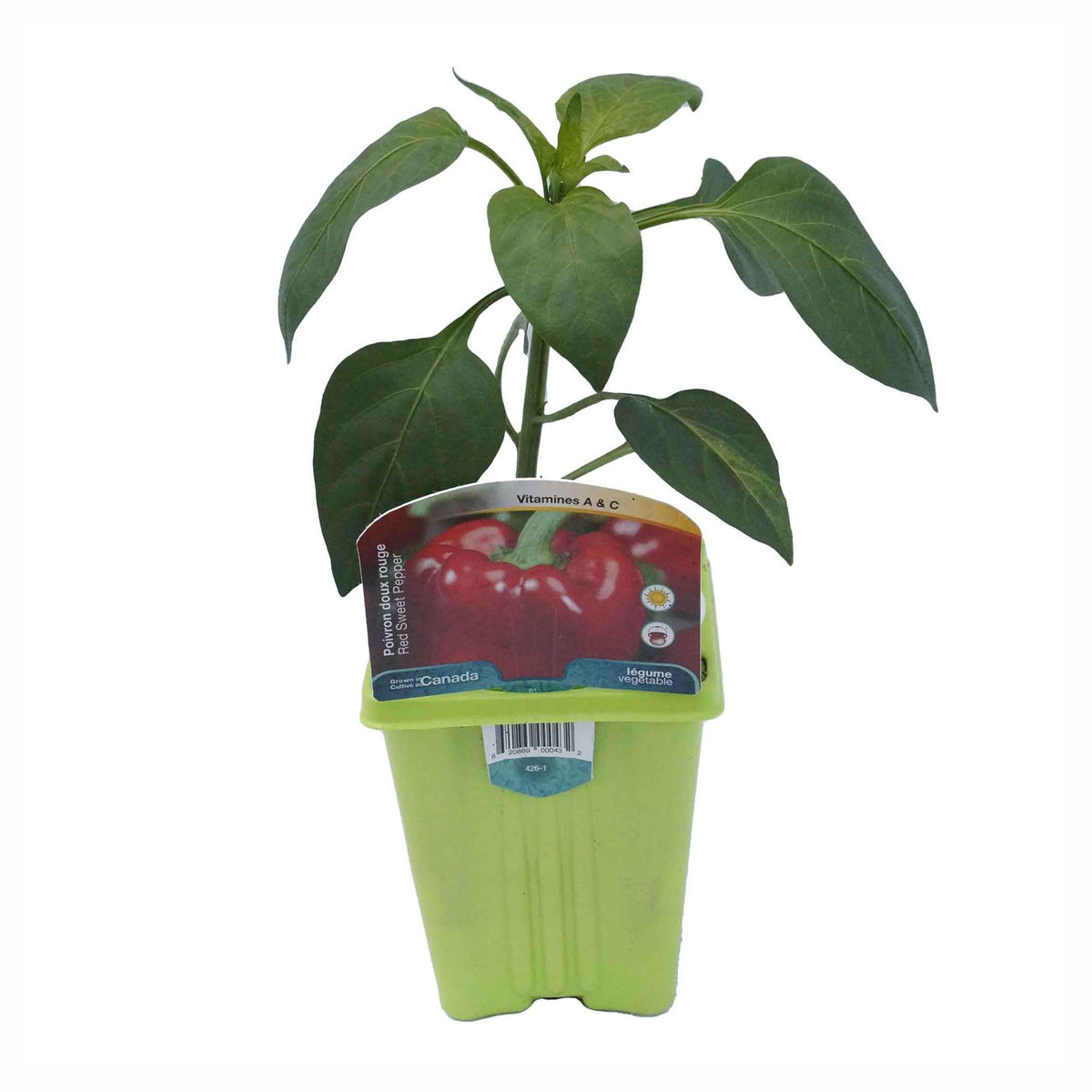 Plant de légumes Gourmet, 3,5" (choix entre différentes variétés assorties)