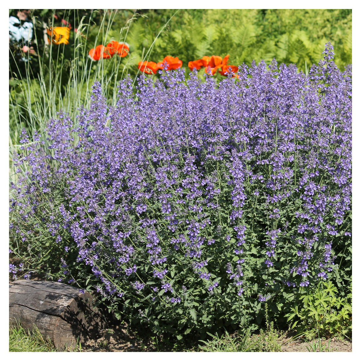 Arbuste Nepeta Faassenii Purrsian bleu