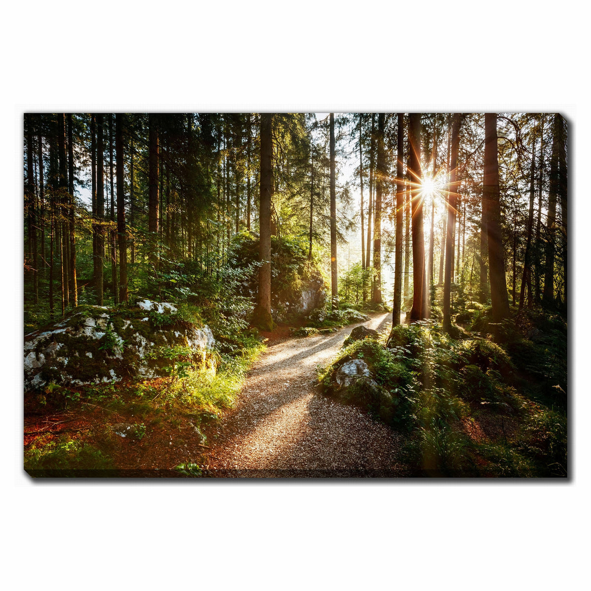 Canevas de sentier dans la forêt ensoleillée, 30" x 45"
