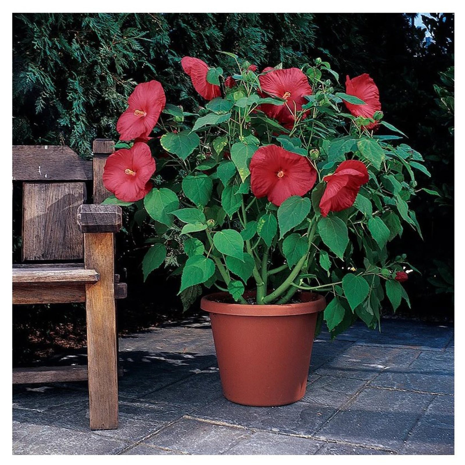 Hibiscus de la série Luna, 7''