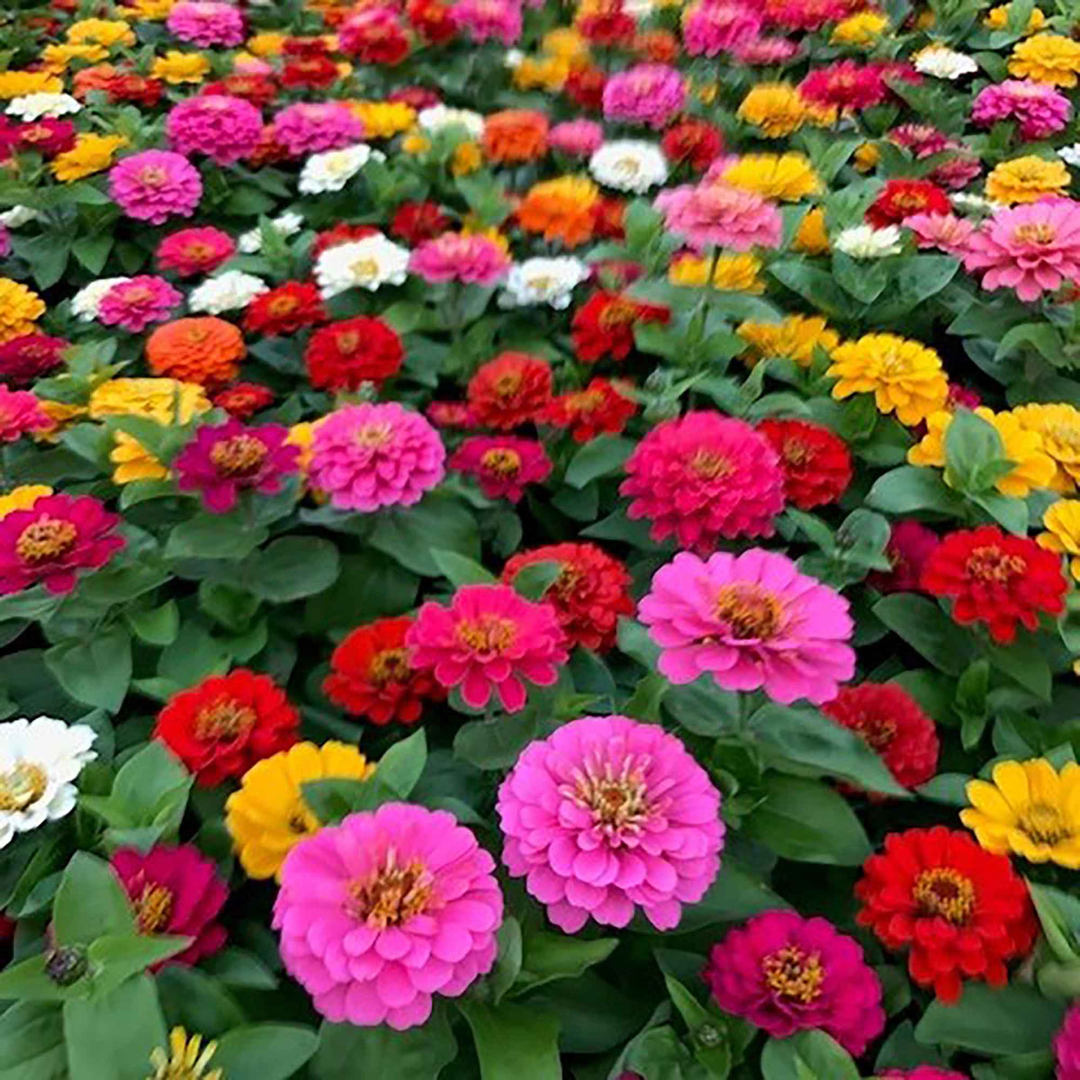Caissette lime de fleurs annuelles, 6 plants (assorties)