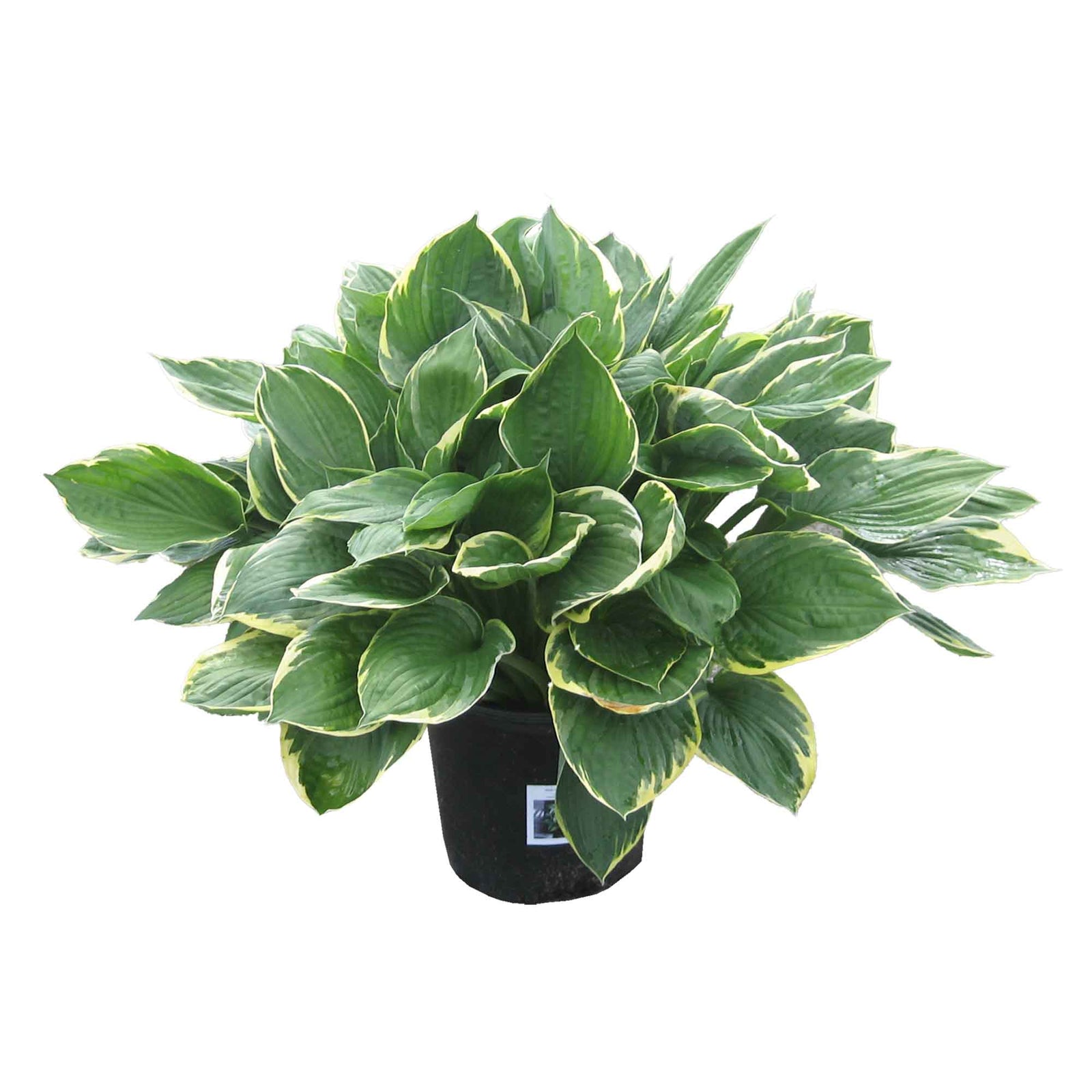 Hostas assortis, 7''