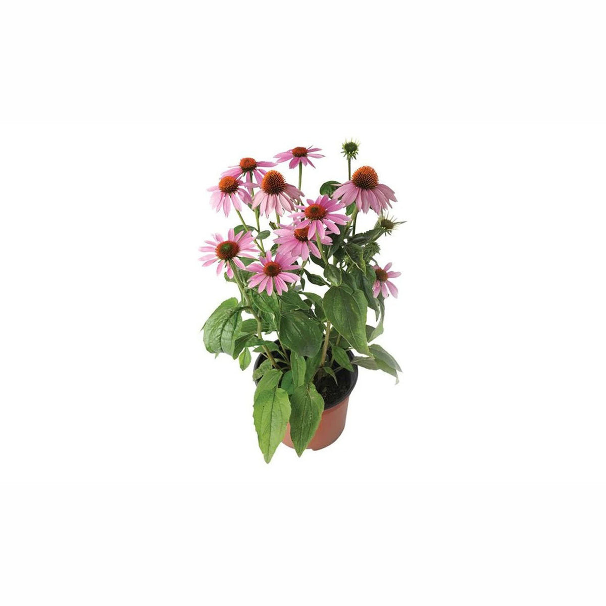 Plant de vivace de luxe, 7'' (choix entre différentes variétés assorties)