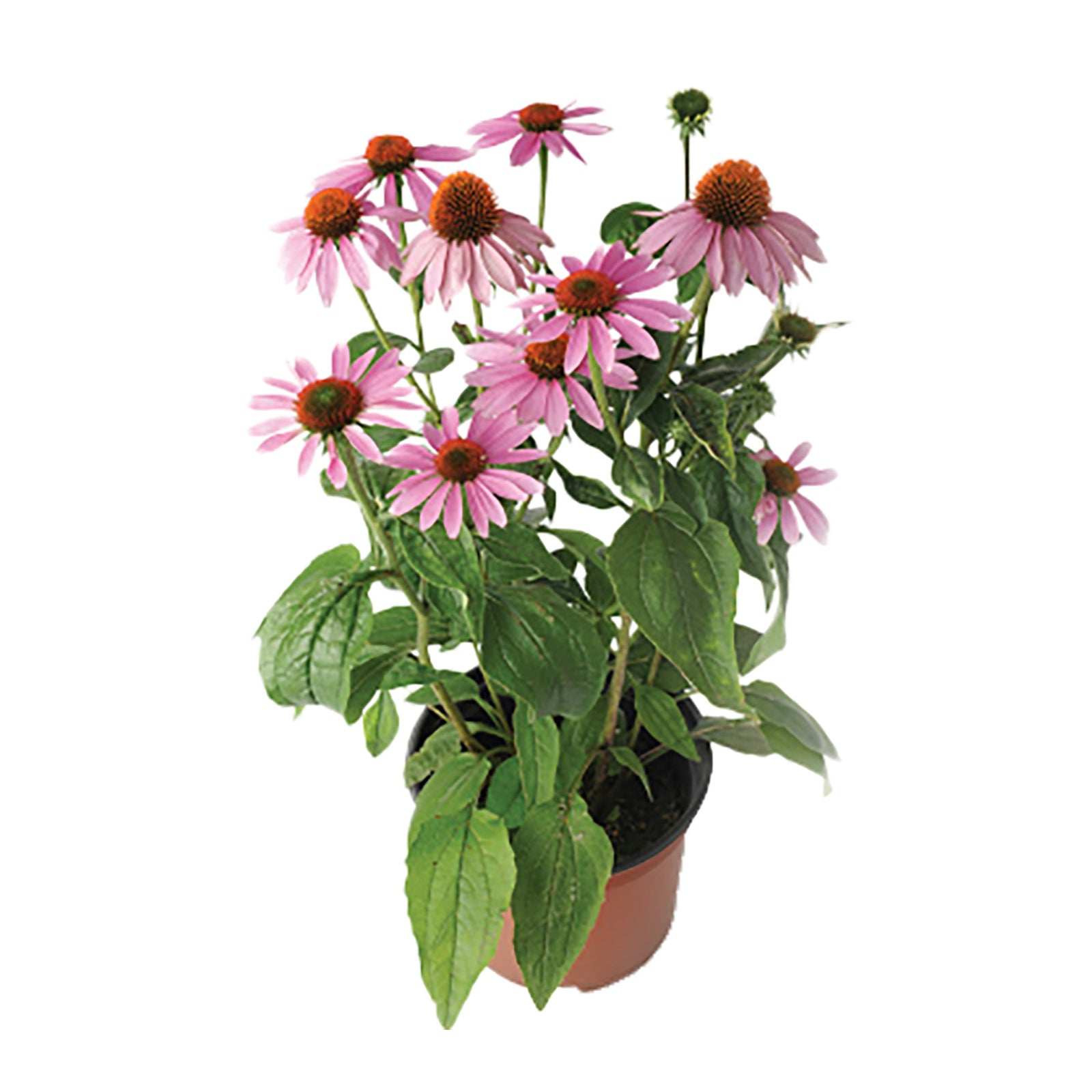 Vivaces assorties, 7''