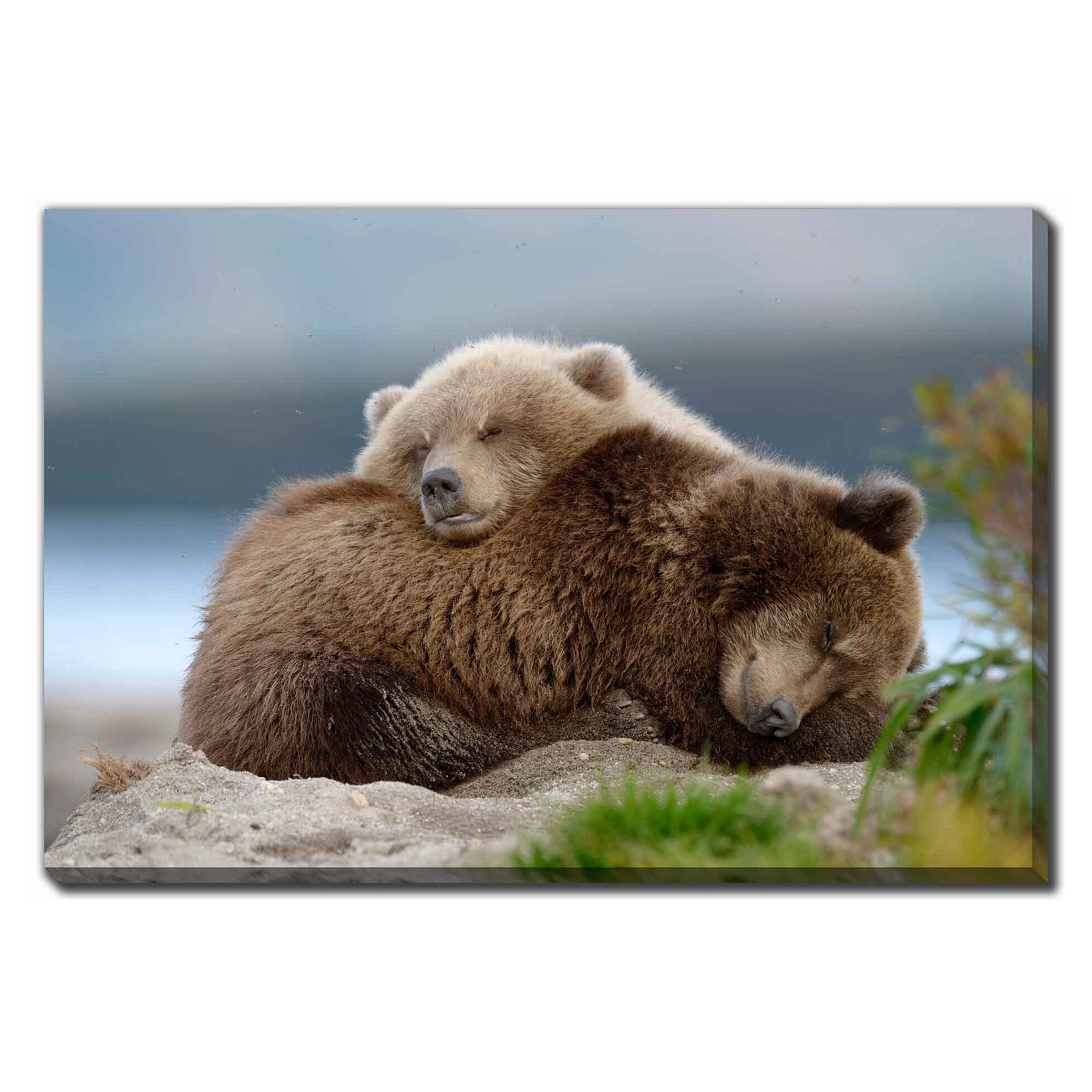 Impression sur toile 2 ours couchés, 45'' x 30''
