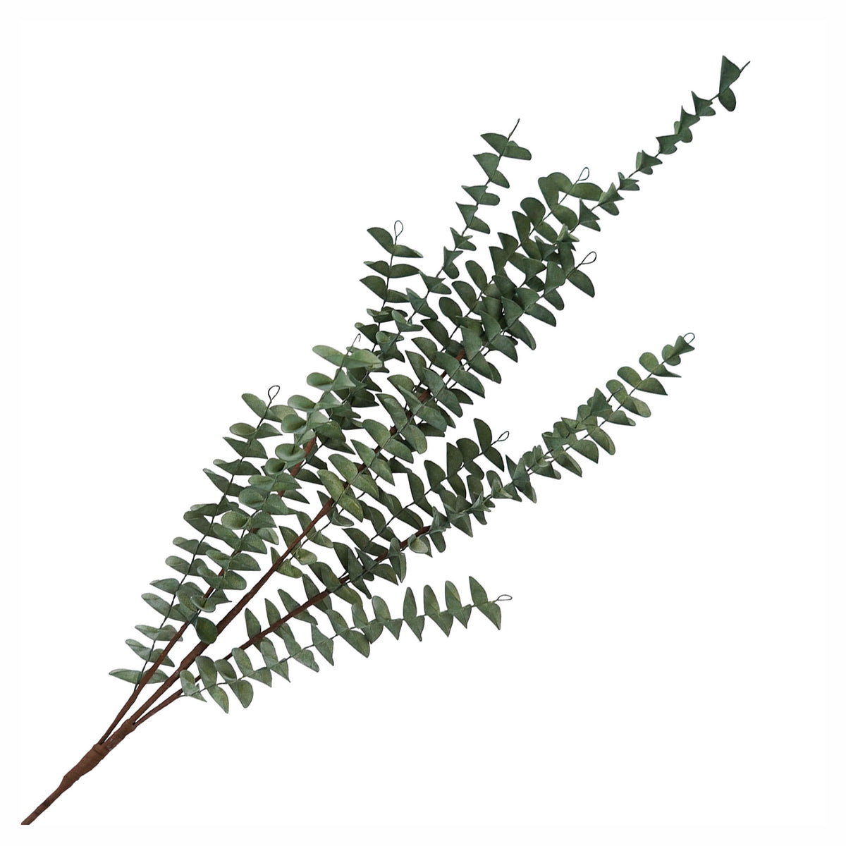 Pic d'eucalyptus, 33"