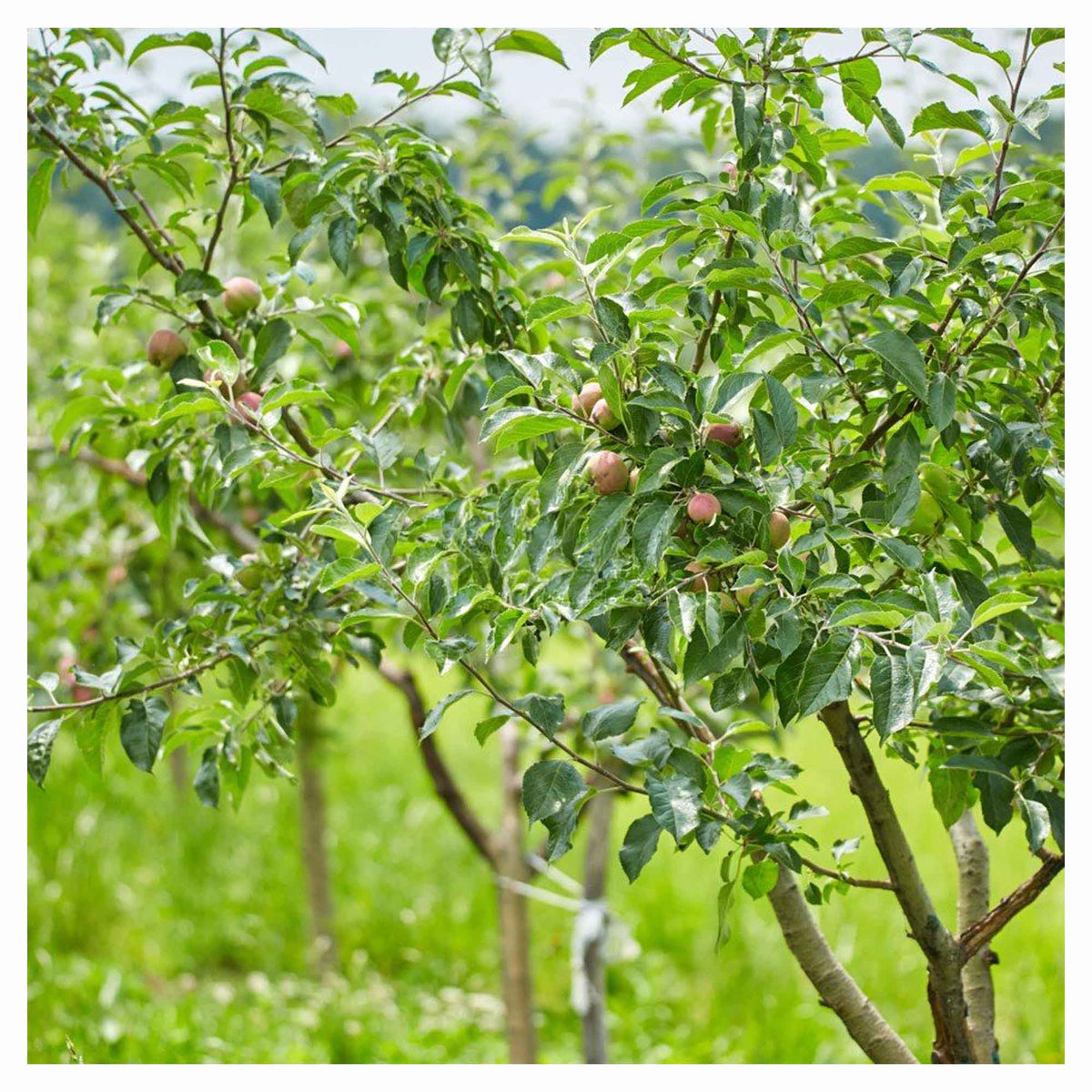 Arbre pommier, 4 en 1