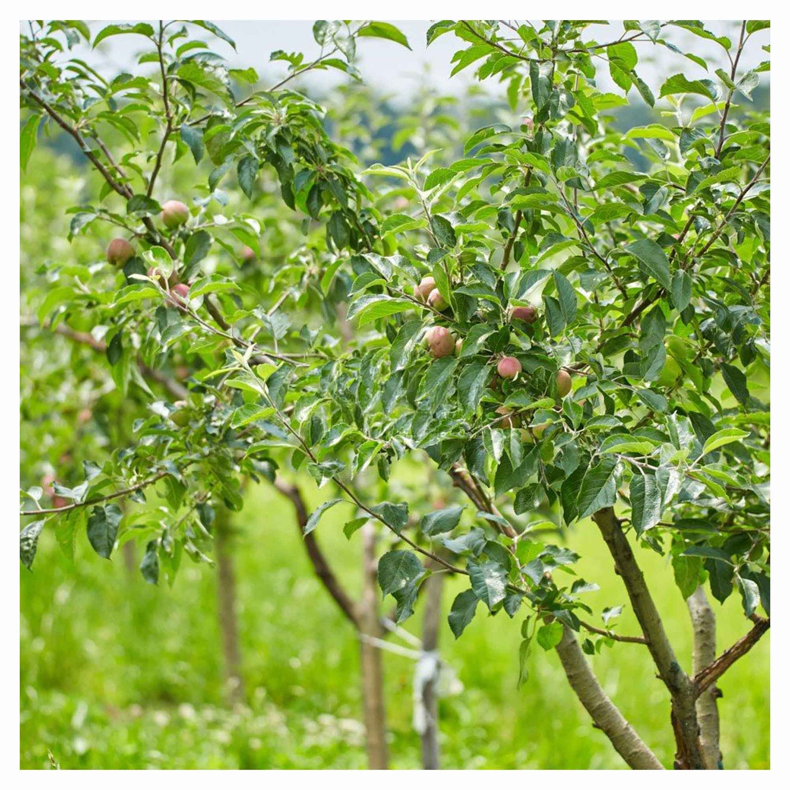 Arbre pommier, 4 en 1