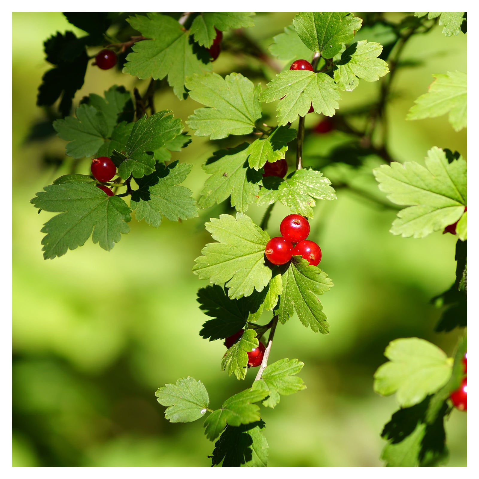 Arbuste Ribes Alpinum, 2 gallons