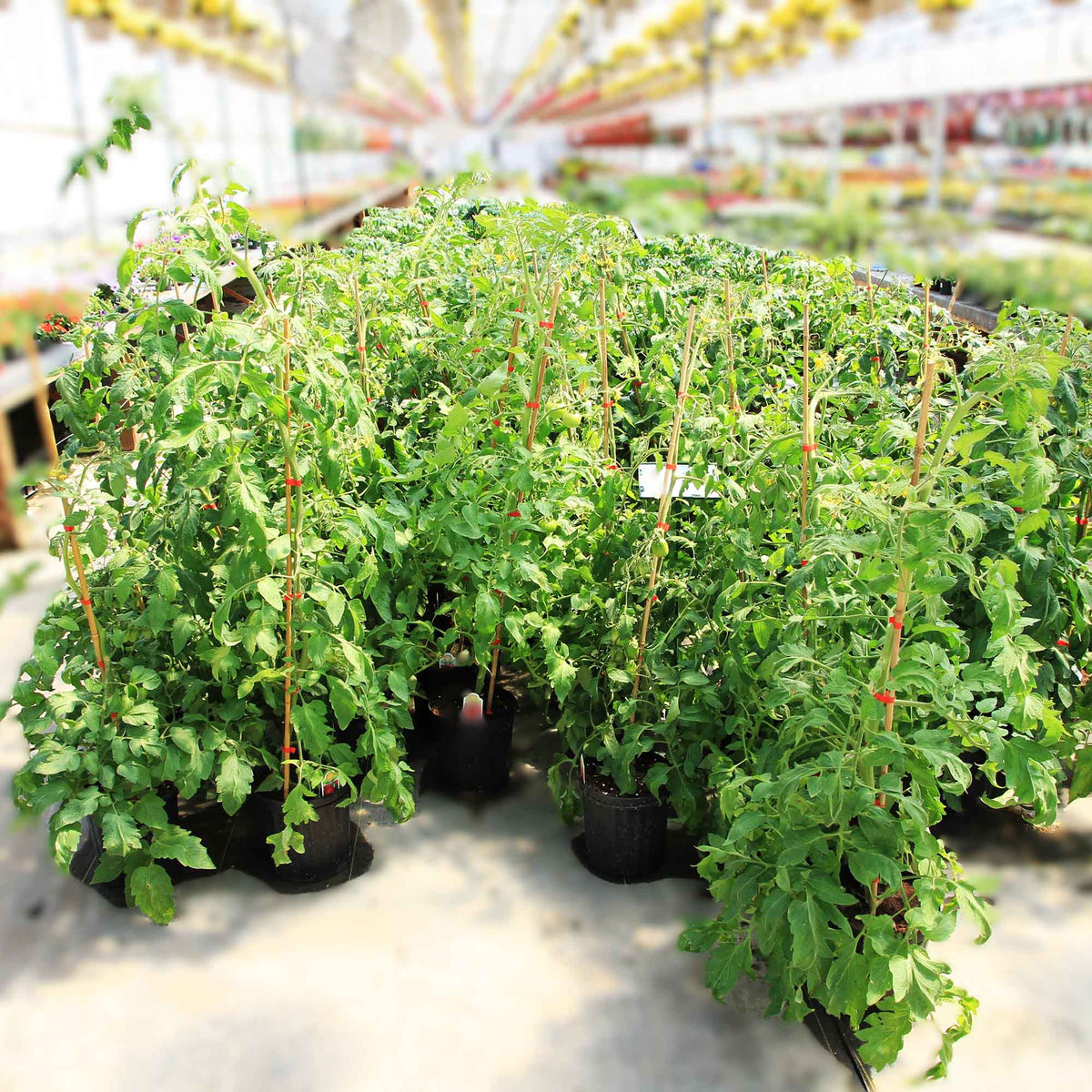 Plant de tomates, 2 gallons (assortis)