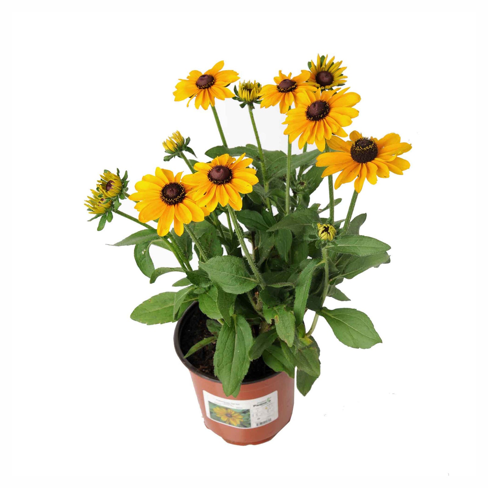 Vivaces assorties, 7''