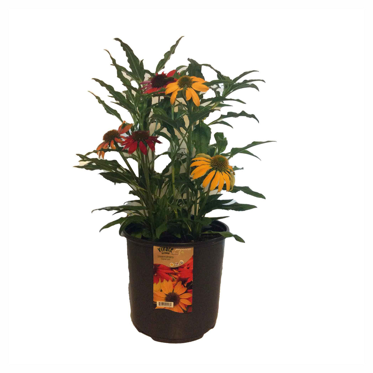 Vivaces assorties, 8"