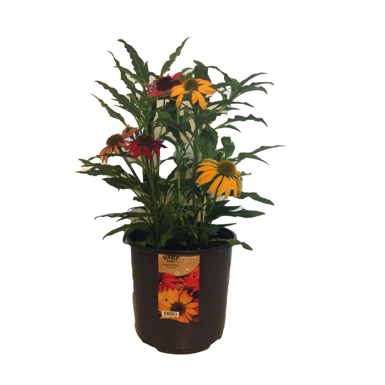 Vivaces assorties, 8"
