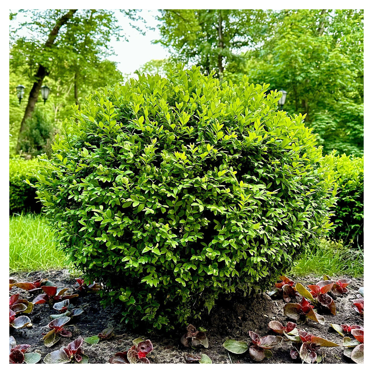 Arbuste Buxus 'Green Velvet', 2 gallons