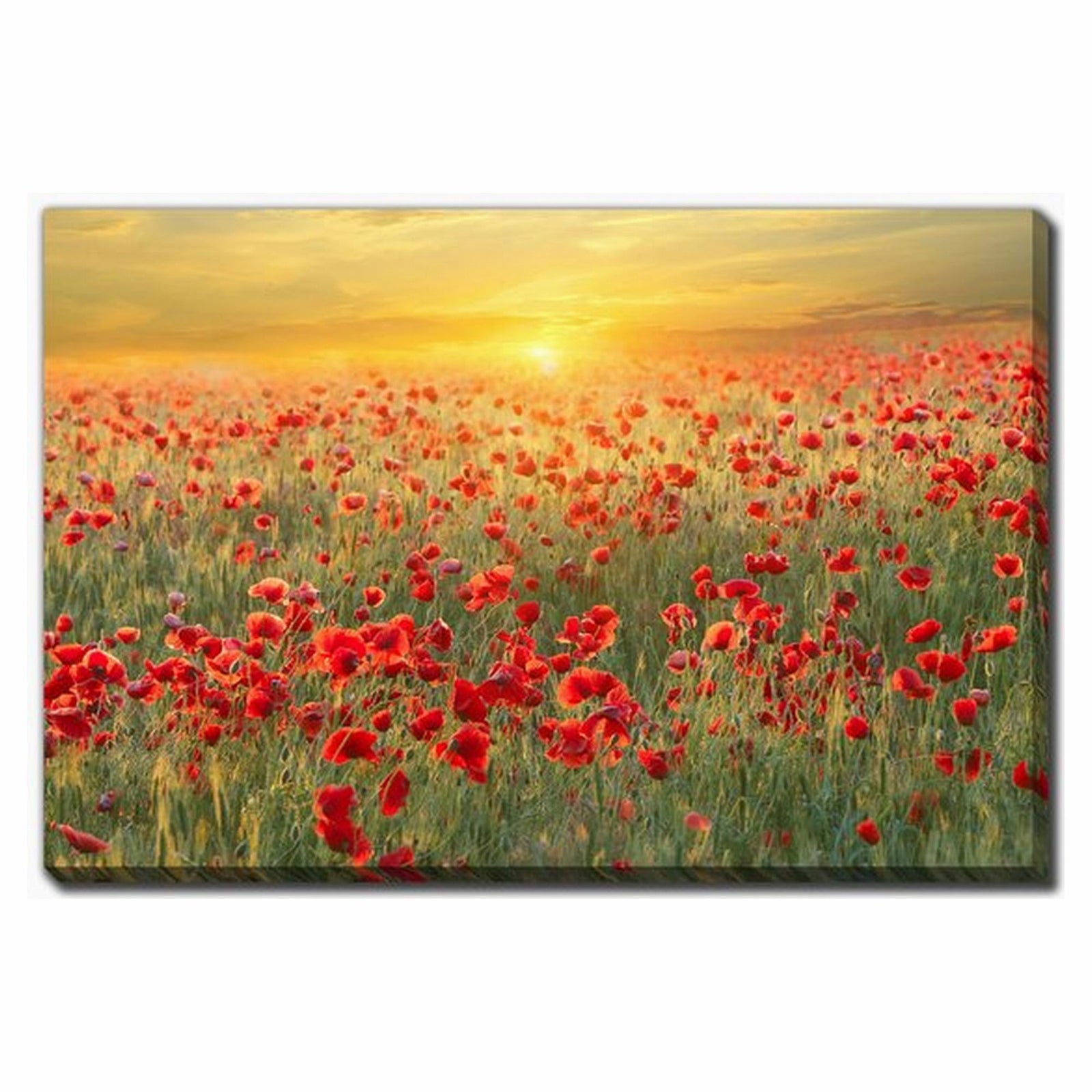 Canevas de champ de coquelicots rouges au coucher de soleil, 30" x 45"