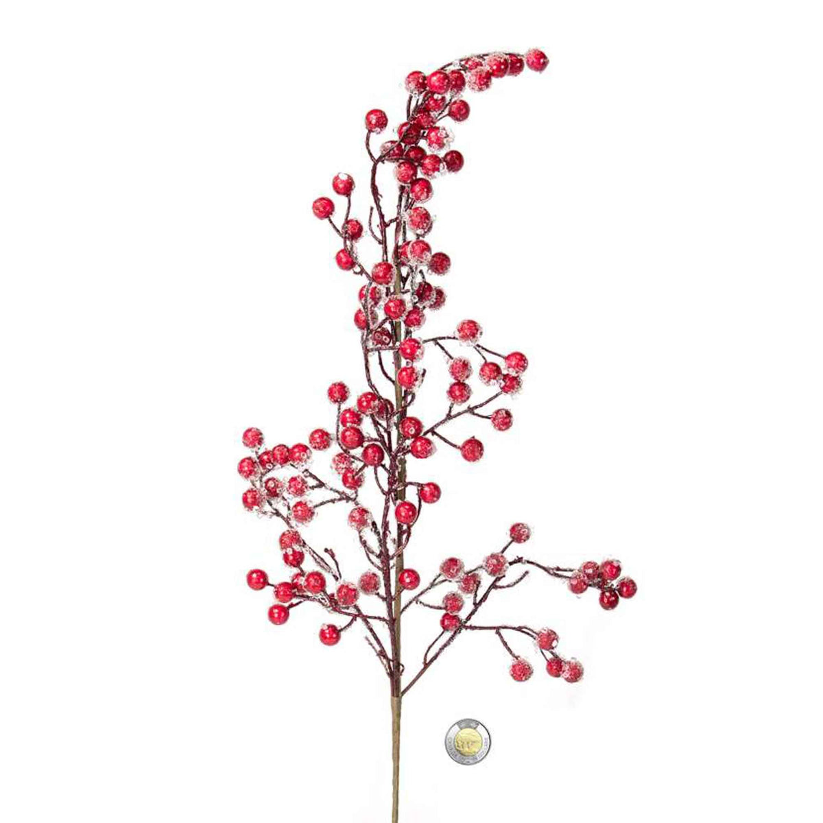 Pic de baies rouges givrées, 32''