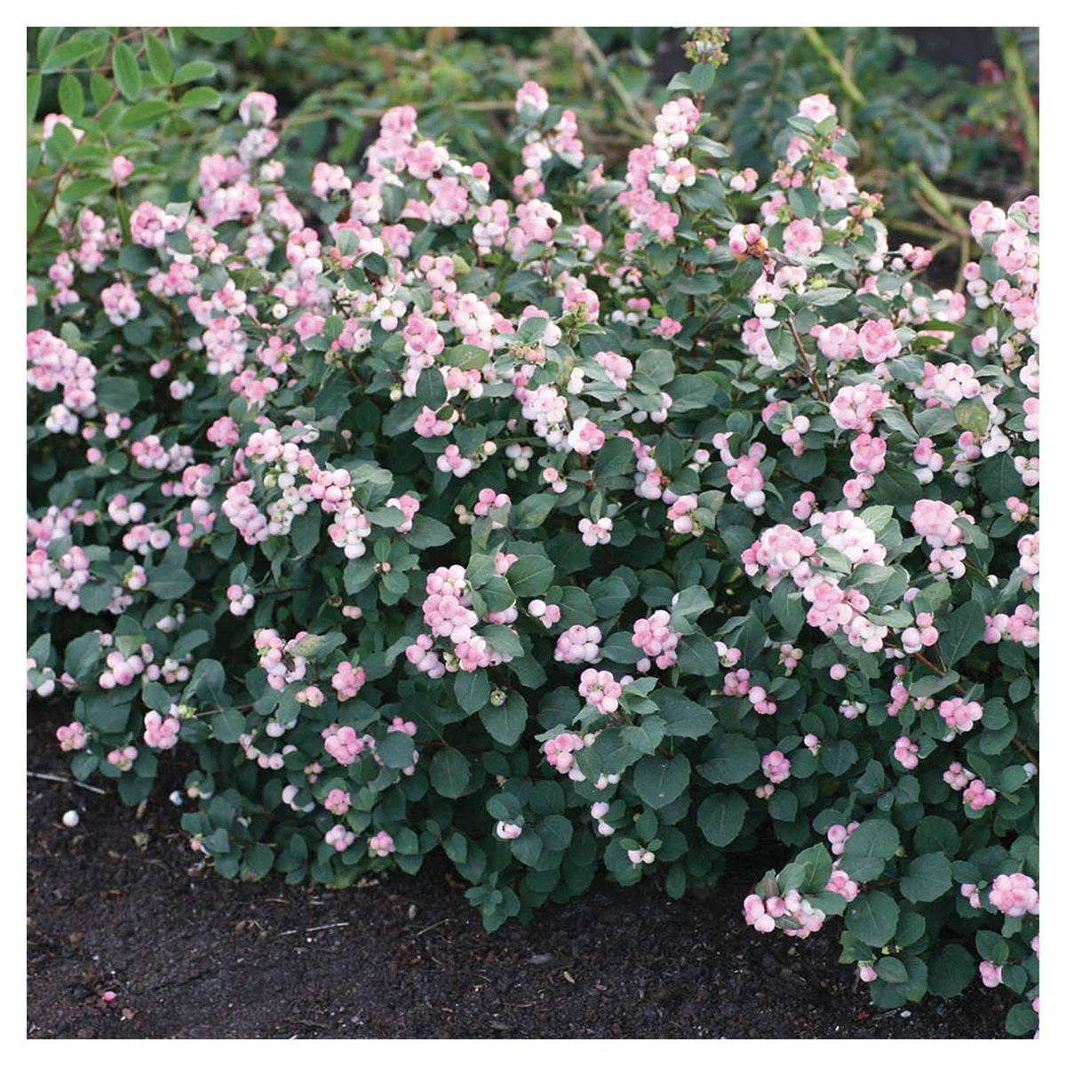 Arbuste Symphoricarpos Doorenbosii Pinky Promise B.E.