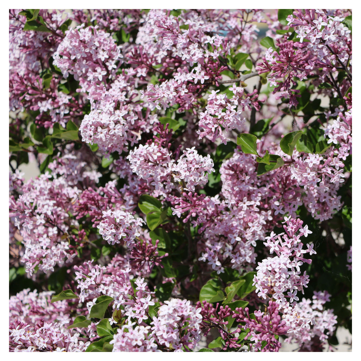 Lilas Meyeri Palibin STD, 5 gallons