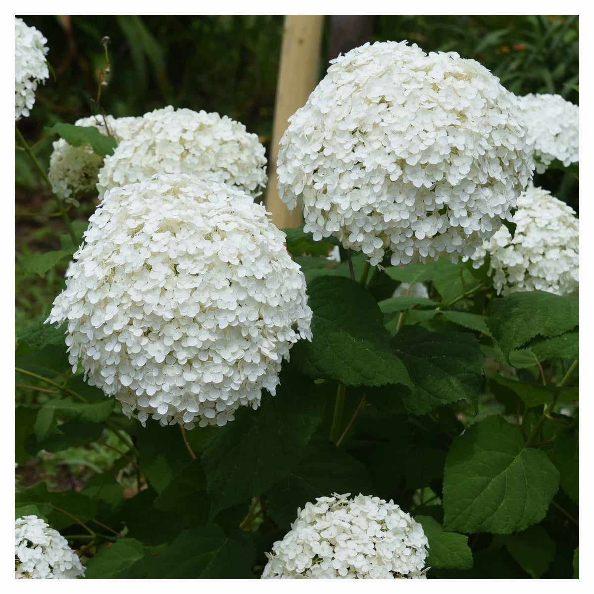 Arbuste d'hortensia Annabelle