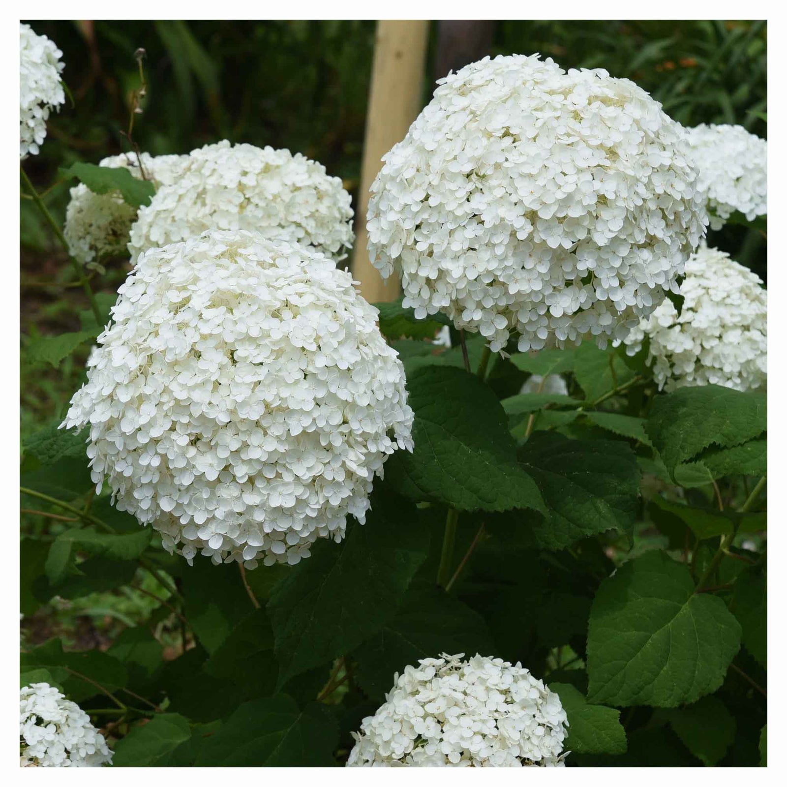 Arbuste d'hortensia Annabelle