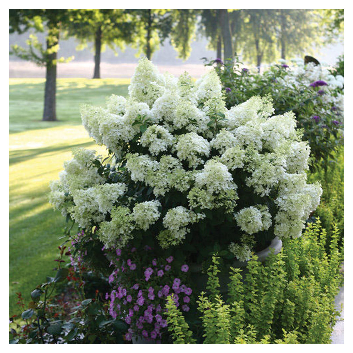 Arbuste Hydrangea Paniculata 'Bobo' P.W.