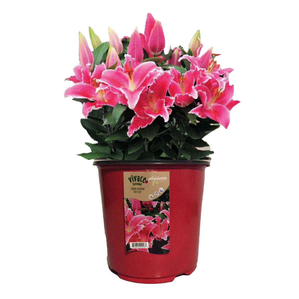 Plants de lys orientaux assortis, 8"