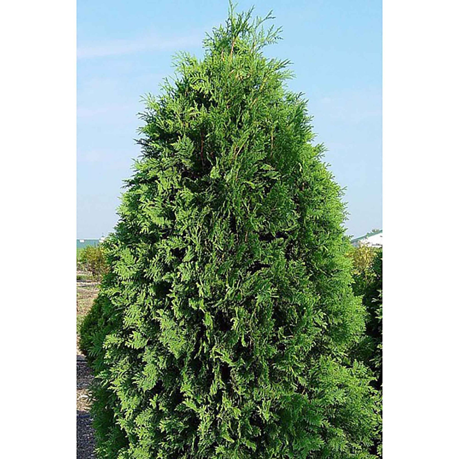 Thuya Occidentalis 'Nigra' pour haie, 2 gallons (3' à 4') 