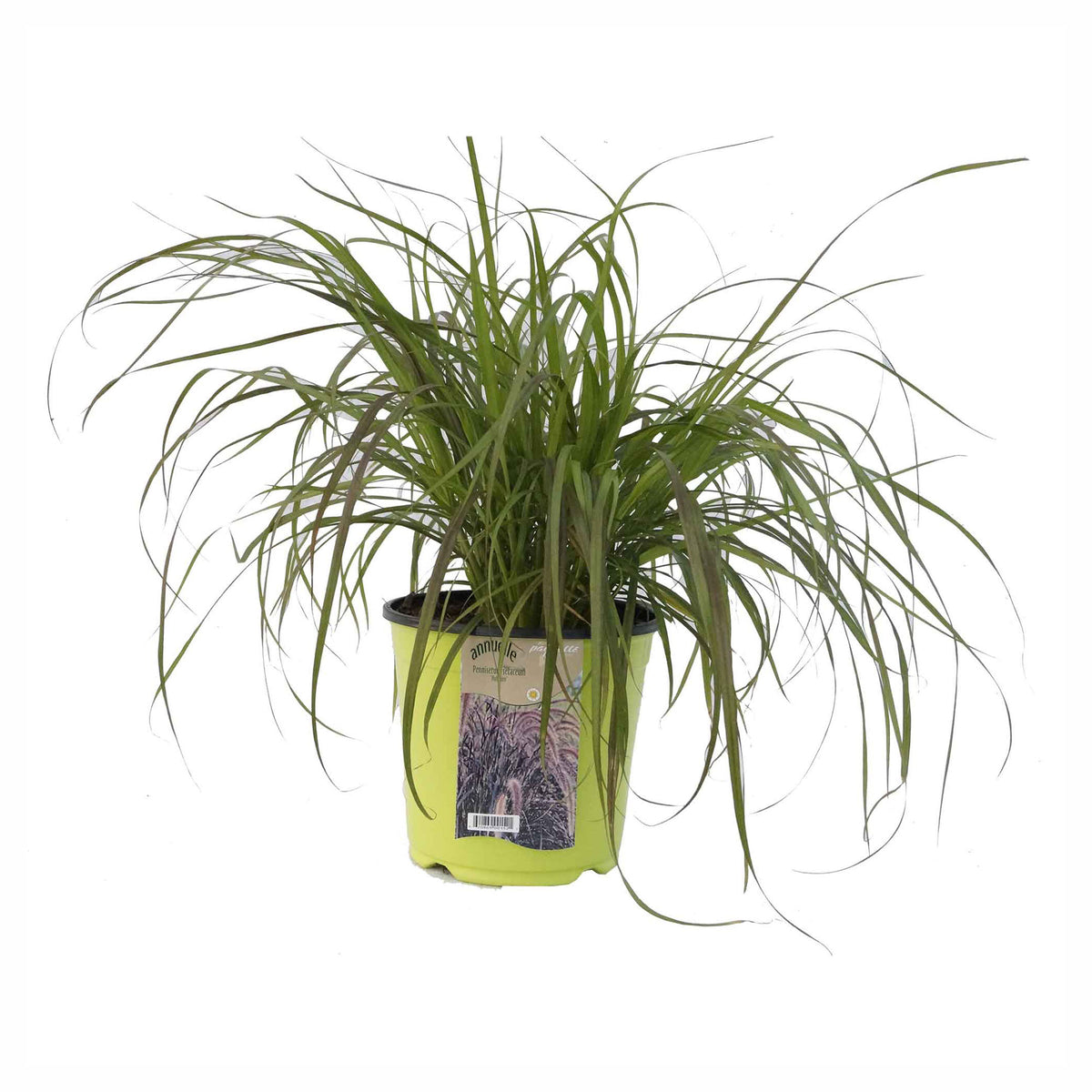 Plant de graminées vivaces ou annuelles, 7" (choix entre différentes variétés assorties)