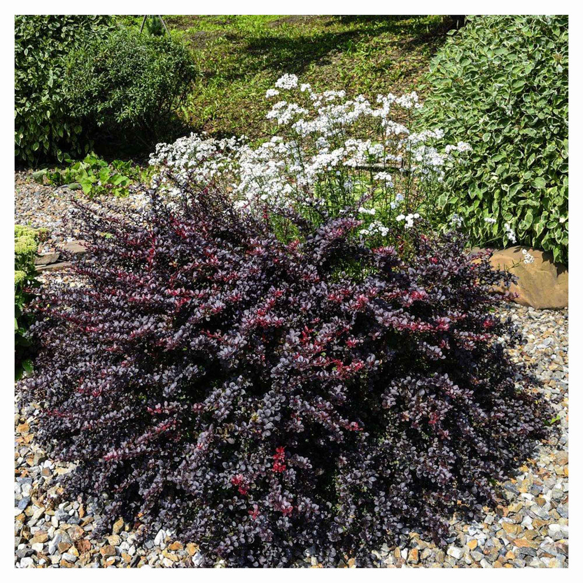 Arbuste Berberis Thunbergii