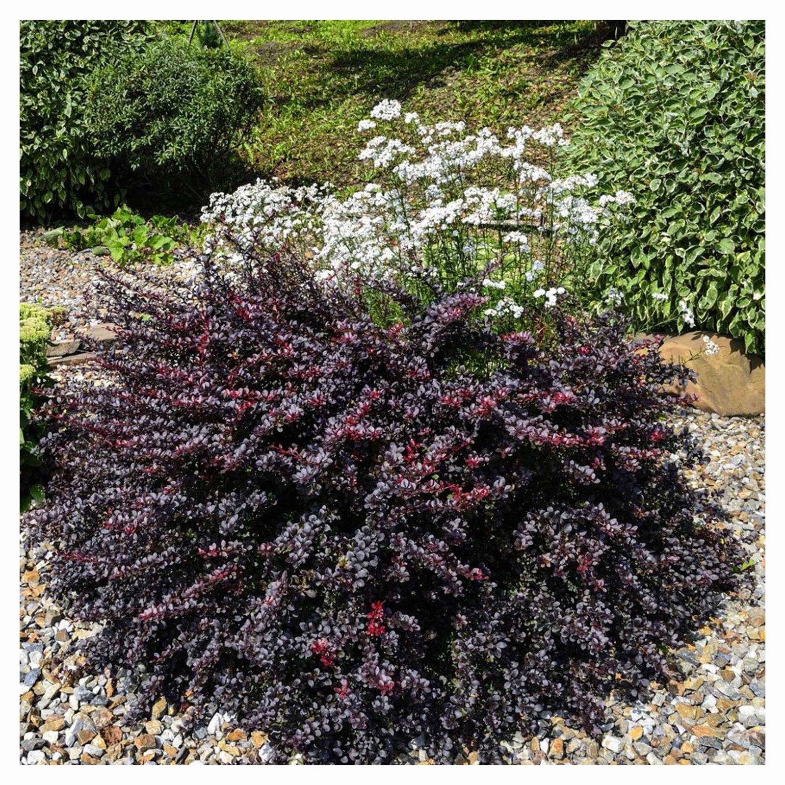 Arbuste Berberis Thunbergii