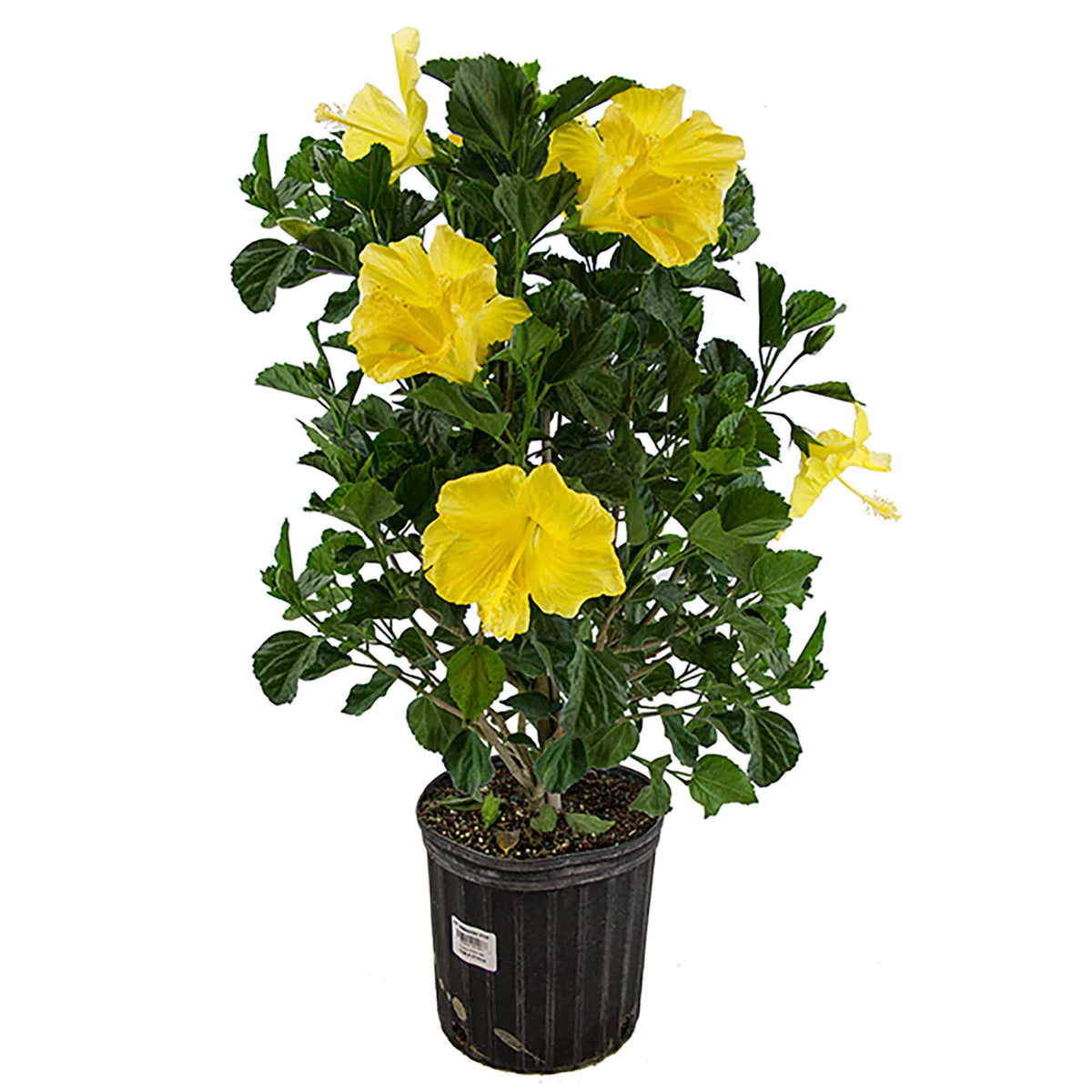 Hibiscus buisson, 10"