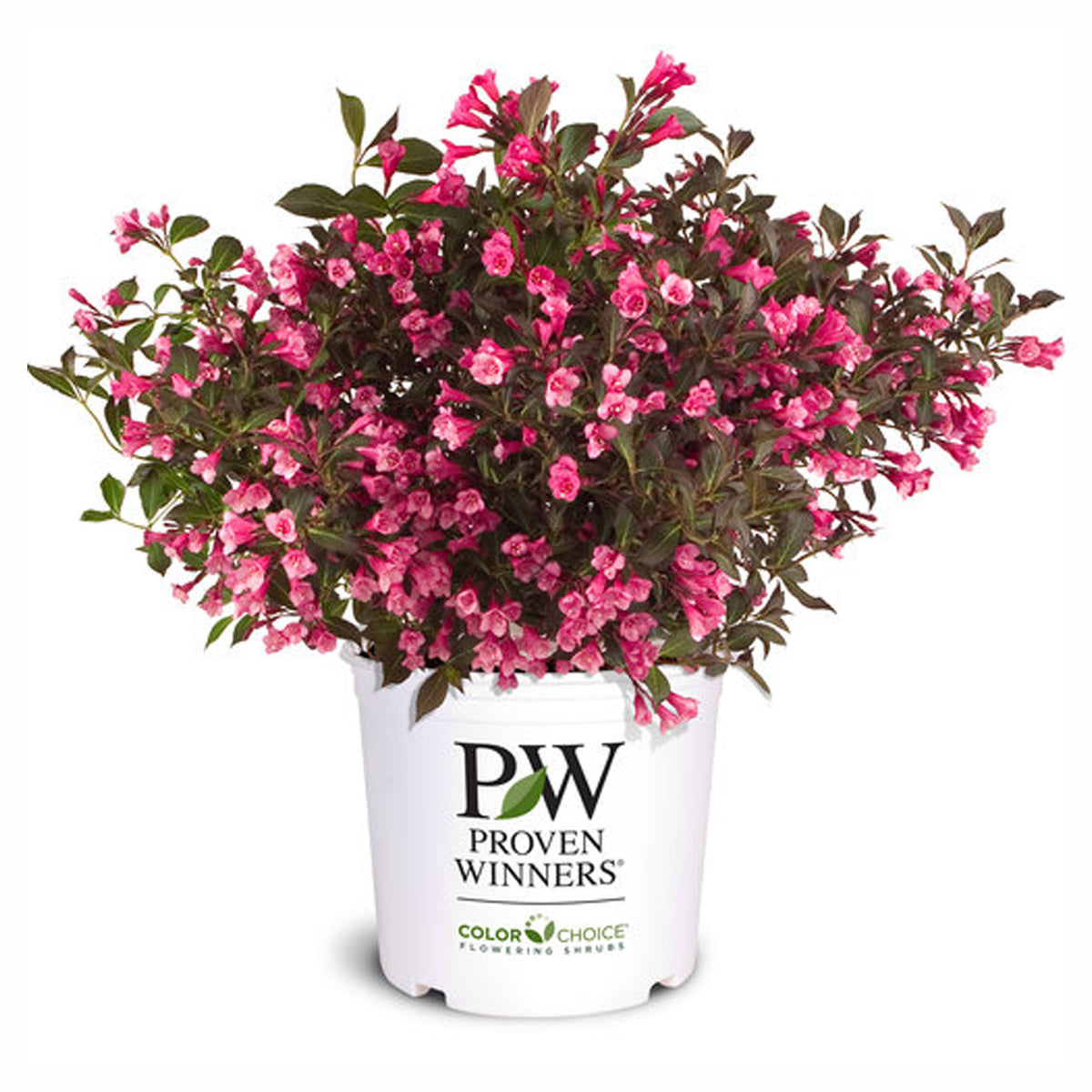 Arbuste de Weigela Florida Wine and Roses P.W.