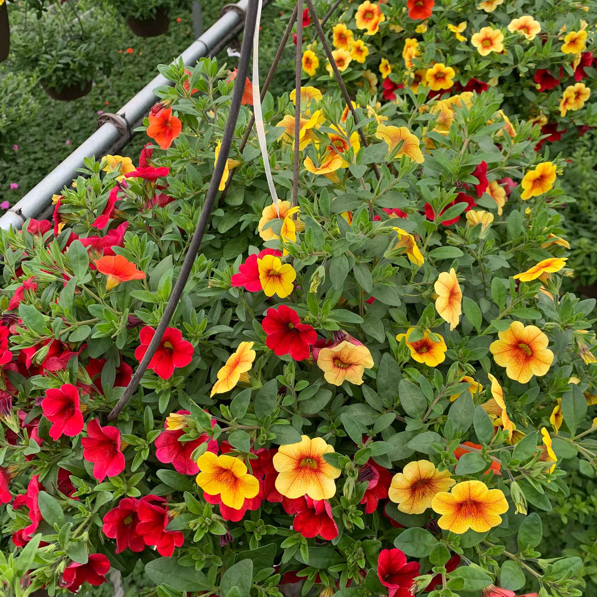 Panier de fleurs suspendu, 12'' (assorties)