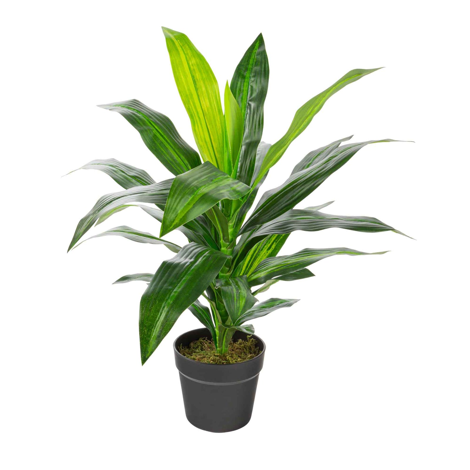 Plante artificielle Dracaena en pot noir, 6,25" × 6,25" × 25,984''