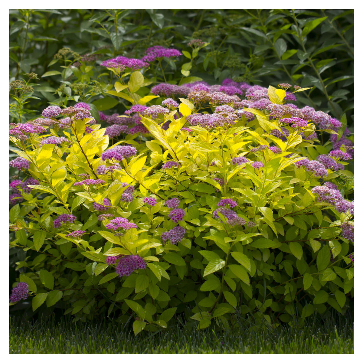 Arbuste Spiraea Japonica 'Gold Mound'