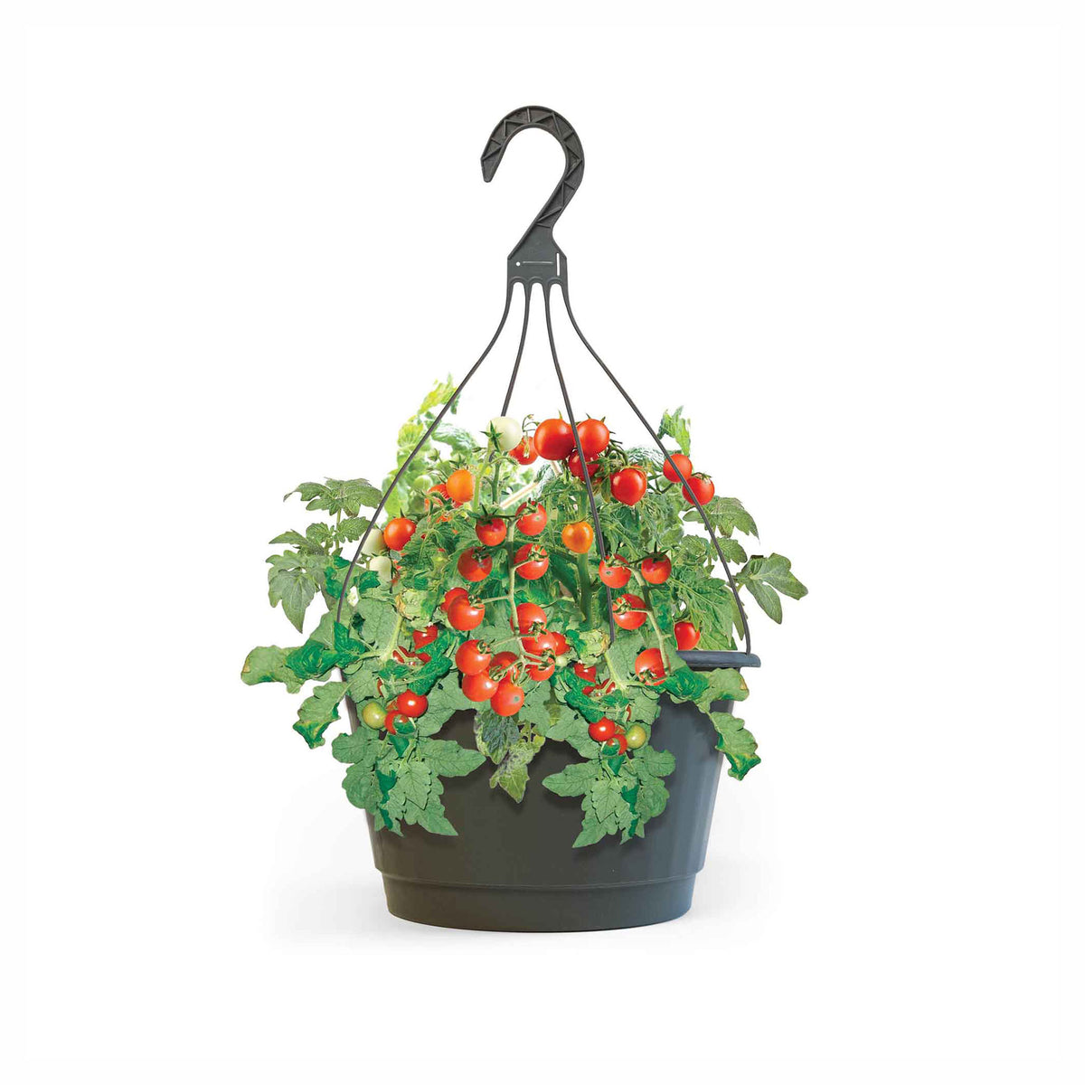 Plant suspendu de tomates cerises Topsy Tom, 10"