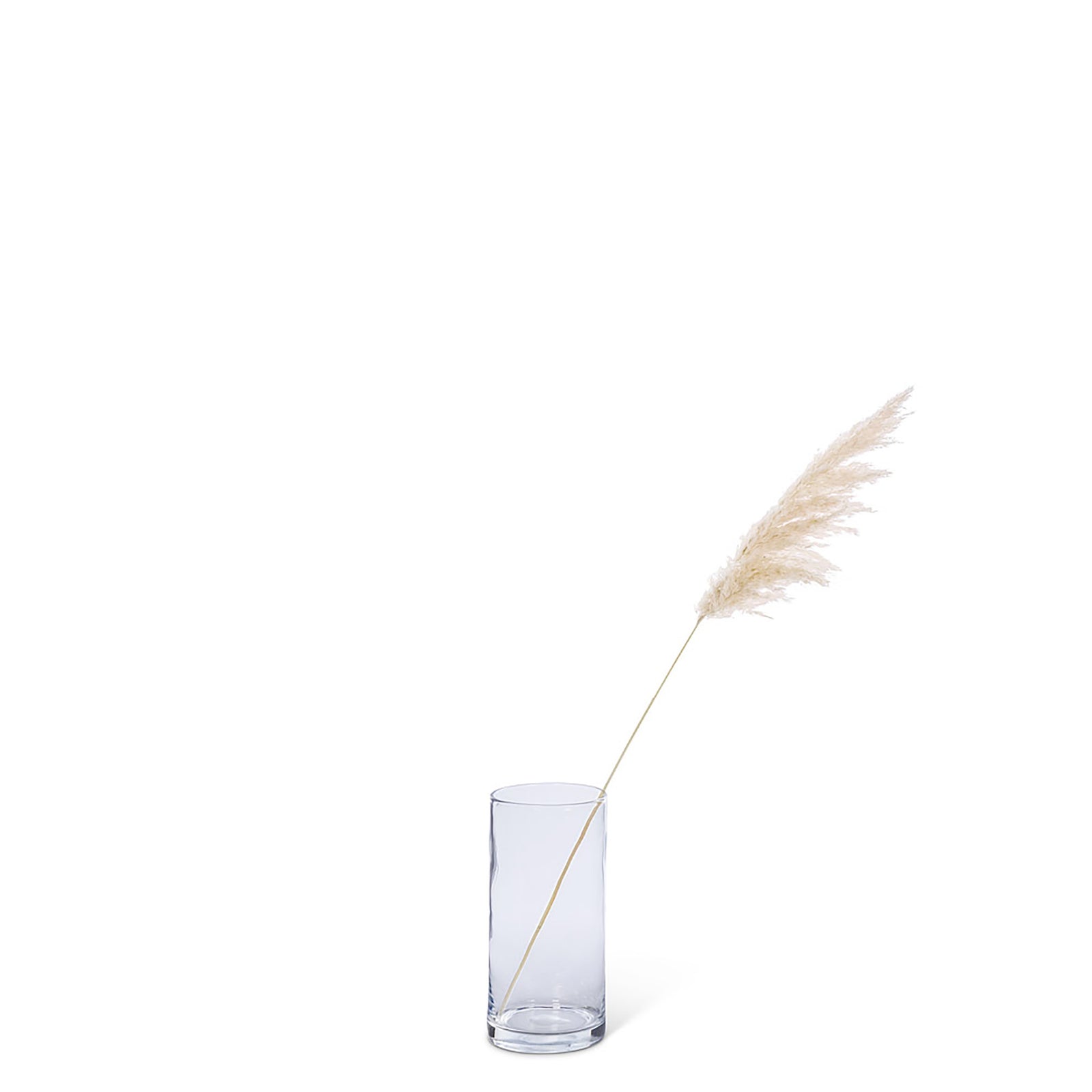 Herbe de pampa naturelle de taille moyenne et de couleur blanche, 36''