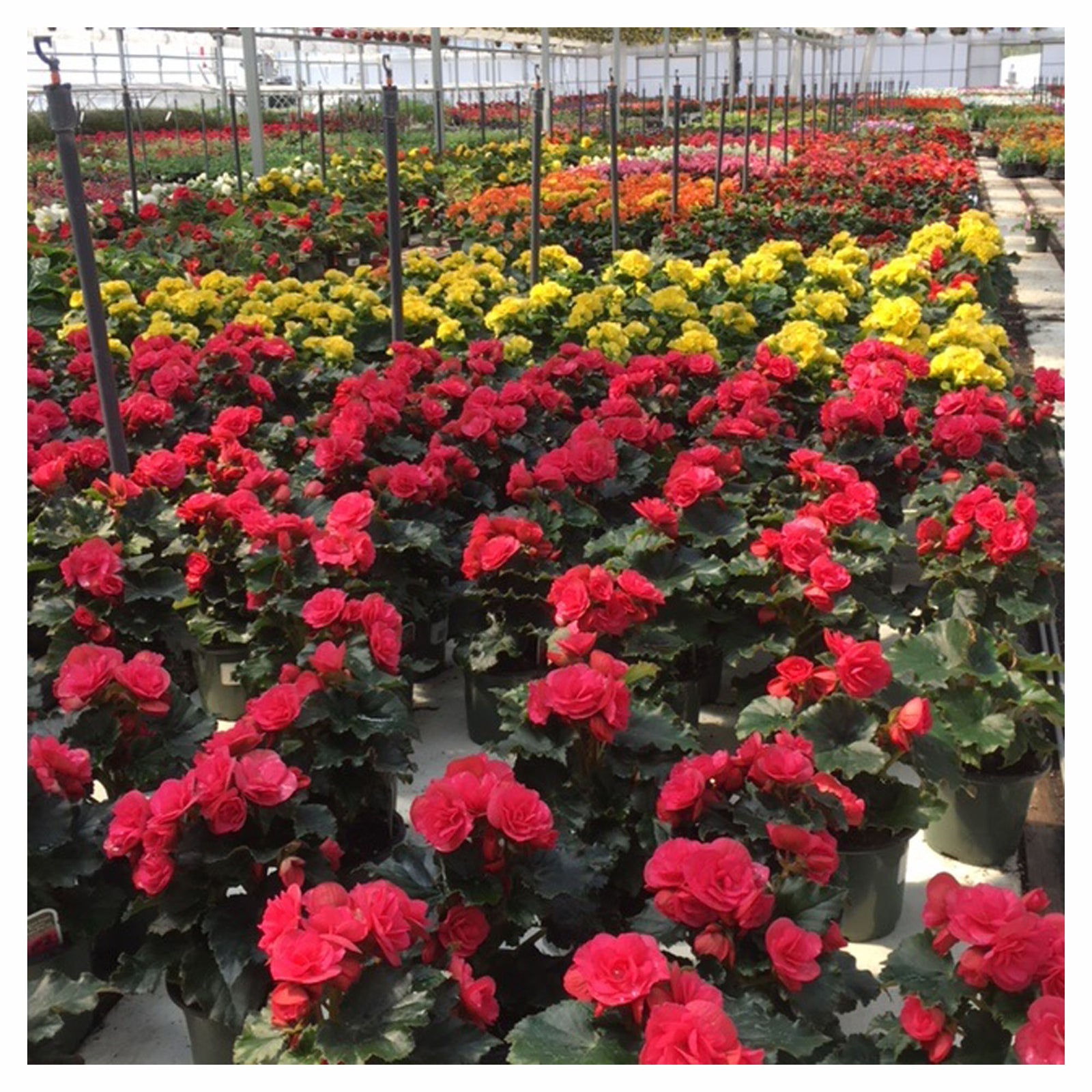 Fleurs annuelles variées en pot, 4-1/2"