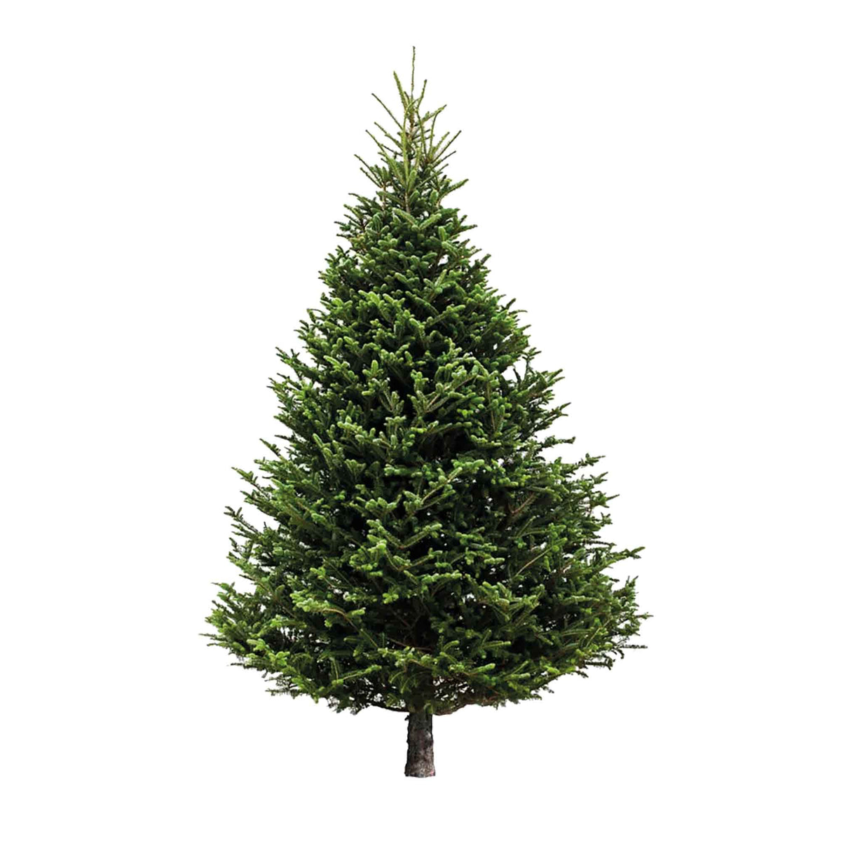 Sapin de Noël naturel, 6&#39; à 8&#39;