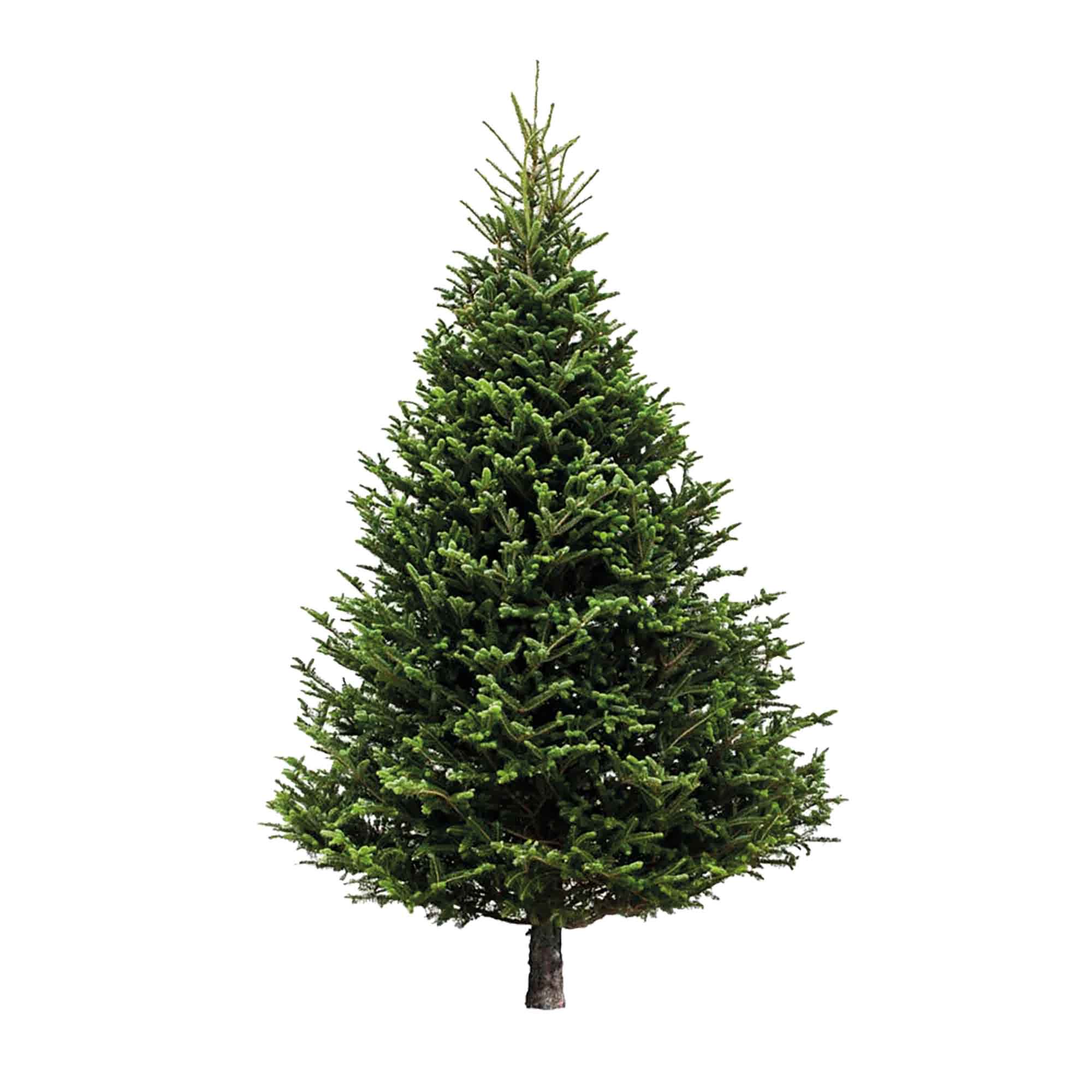 Sapin de Noël naturel, 6' à 8'