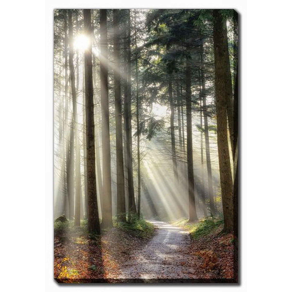 Impression sur toile sentier ensoleillé, 30'' x 45''