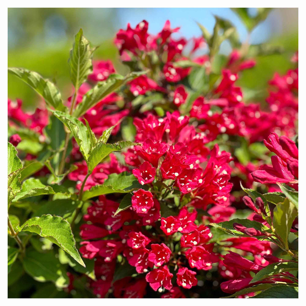 Arbuste de Weigela Florida Red Prince